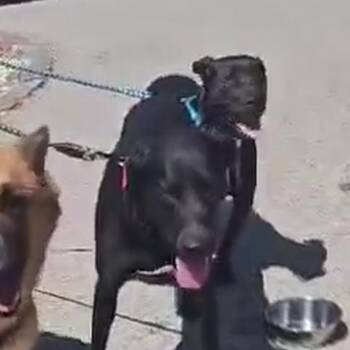 pontoon -  Black Labrador Retriever Dog for Adoption in Spring Hill, Kansas - Pontoon | PetCurious