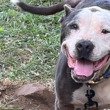 Queen -  Pit Bull Terrier Dog for Adoption in Lynchburg, Virginia - Queen | PetCurious
