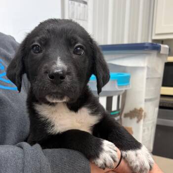 Great Pyrenees and Mixed Breed Dogs Available for Adoption in Fairmont, West Virginia - Doozie- 3863 | PetCurious