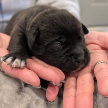 Mixed Breed Dogs Available for Adoption in Biltmore Forest, North Carolina - Opossum | PetCurious