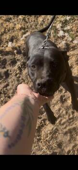 Nibbles -  Staffordshire Bull Terrier and American Bully Dog for Adoption in Lodi, California - Nibbles | PetCurious