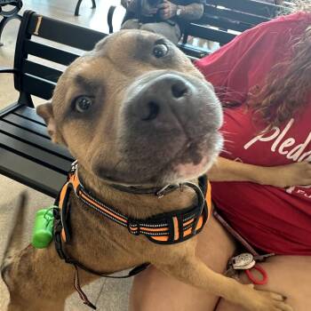 Mixed Breed Dogs Available for Adoption in Philadelphia, Pennsylvania - Sprinkles | PetCurious