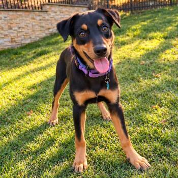 Ollie -  Terrier and Doberman Pinscher Dog for Adoption in San Mateo, California - Ollie | PetCurious