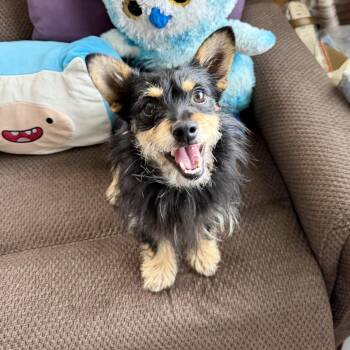 Yorkshire Terrier and Poodle Dogs Available for Adoption in Lakeport, California - Charlie Mc Butters | PetCurious