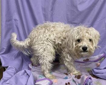 GINO -  Maltese and Mixed Breed Dog for Adoption in Modesto, California - GINO | PetCurious
