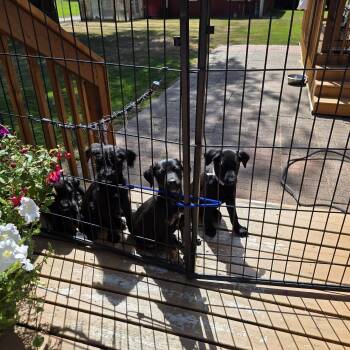 Male Puppies -  German Shepherd Dog and Goldendoodle Dog for Adoption in Bow, Washington - Male Puppies | PetCurious