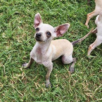 Ravioli -  Chihuahua Dog for Adoption in Colleyville, Texas - Ravioli | PetCurious