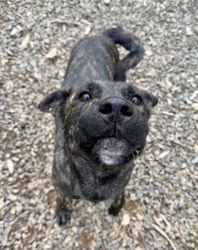 Dutch Shepherd and Mixed Breed Dogs Available for Adoption - Gwendolyn | PetCurious