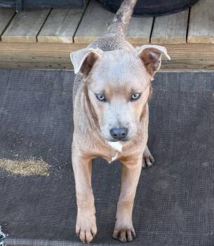 Mixed Breed Dogs Available for Adoption - Stitch | PetCurious