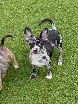 Rescue French Bulldog and Border Terrier Dogs for Adoption in Hollywood, Florida - Mocha | PetCurious