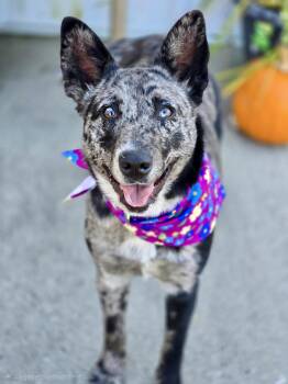 Rescue Australian Cattle Dog Blue Heeler Dogs for Adoption in Effingham, Illinois - Billie Jean | PetCurious