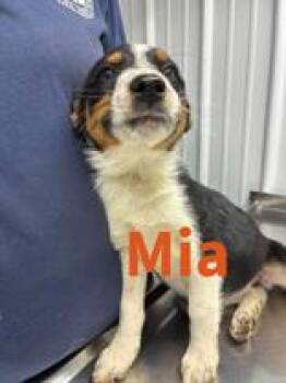 Mia -  Australian Shepherd and Australian Cattle Dog Blue Heeler Dog for Adoption in Munfordville, Kentucky - Mia | PetCurious