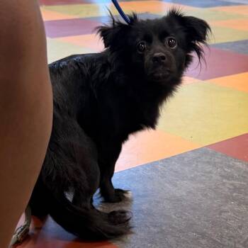 Sani -  Mixed Breed Dog for Adoption in West Chester, Pennsylvania - Sani | PetCurious