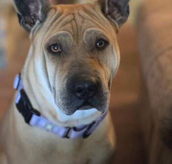 Rescue Shar Pei Dogs for Adoption in Brookshire, Texas - Scrunchie | PetCurious