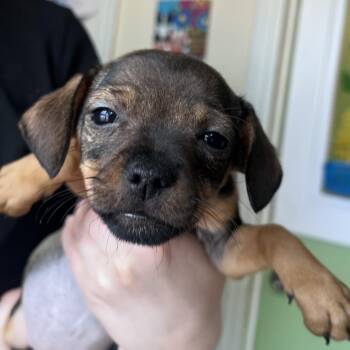 Chihuahua and Mixed Breed Dogs Available for Adoption in San Pablo, California - Bandida | PetCurious
