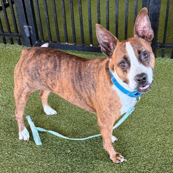 Mixed Breed Dogs Available for Adoption - Smokey | PetCurious