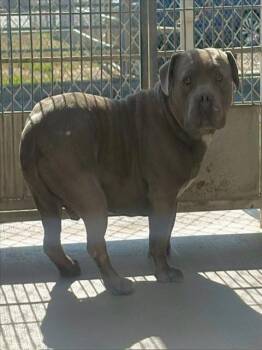 Pit Bull Terrier and American Staffordshire Terrier Dogs Available for Adoption in Camarillo, California - KING | PetCurious