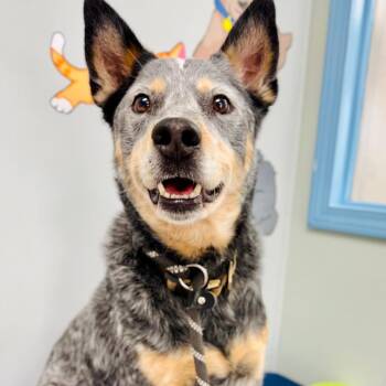 Bandit -  Australian Cattle Dog Blue Heeler Dog for Adoption in Lebanon, Missouri - Bandit | PetCurious