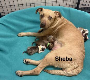 Mixed Breed Dogs Available for Adoption - Sheba | PetCurious