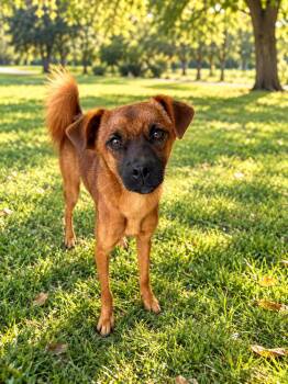 Loki -  Mixed Breed Dog for Adoption in Markham, Ontario - Loki | PetCurious