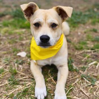Terrier Dogs Available for Adoption in San Antonio, Texas - BUSTER | PetCurious