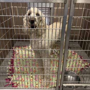 Aldo -  Golden Retriever and Standard Poodle Dog for Adoption in Northbrook, Illinois - Aldo | PetCurious
