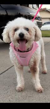 Magnificent and Marvelous Maddie -  Bichon Frise Dog for Adoption in Carlsbad, California - Magnificent And Marvelous Maddie | PetCurious