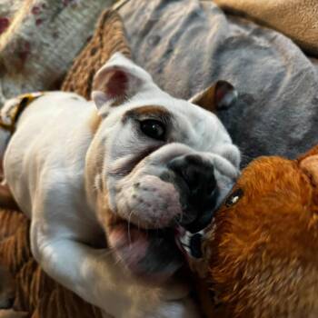 Tank -  English Bulldog Dog for Adoption in Huber Heights, Ohio - Tank | PetCurious
