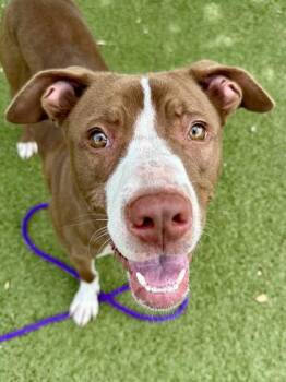 Yellow Polka Dot Bikini -  Mixed Breed Dog for Adoption in Wichita, Kansas - Yellow Polka Dot Bikini | PetCurious