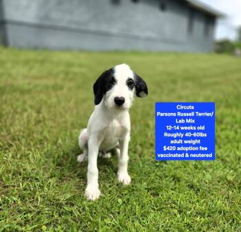 Circuits -  Parson Russell Terrier and Labrador Retriever Dog for Adoption in Oviedo, Florida - Circuits | PetCurious