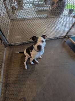 Laurel -  Pit Bull Terrier Dog for Adoption in Somerset, Pennsylvania - Laurel | PetCurious