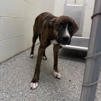 Tofu -  Pit Bull Terrier and Mixed Breed Dog for Adoption in Parkersburg, West Virginia - Tofu | PetCurious