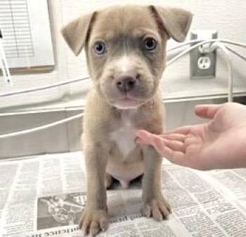 Pit Bull Terrier and Labrador Retriever Dogs Available for Adoption - SCOOBY | PetCurious