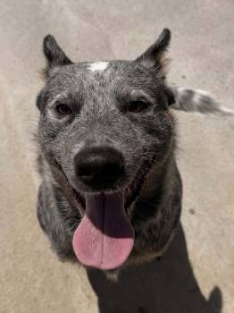 Bluey -  Australian Cattle Dog Blue Heeler Dog for Adoption in Berryville, Virginia - Bluey | PetCurious