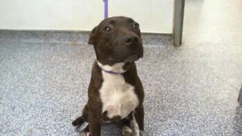 Mixed Breed Dogs Available for Adoption in Charlotte, North Carolina - A1262617 | PetCurious