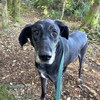 Rescue Great Dane and Labrador Retriever Dogs for Adoption in Warrenton, Oregon - Uno | PetCurious