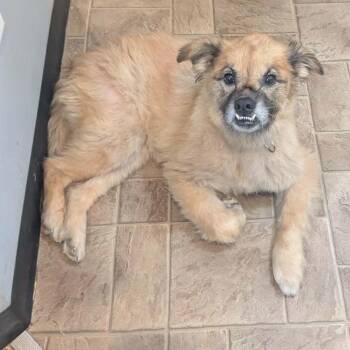 Mixed Breed Dogs Available for Adoption in Boaz, Alabama - Molly | PetCurious