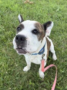 Oska -  Pit Bull Terrier and Mixed Breed Dog for Adoption in Kansas City, Missouri - Oska | PetCurious