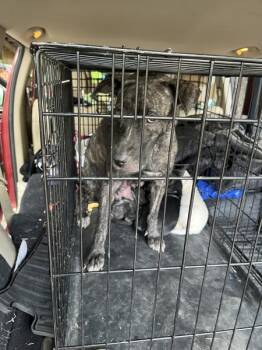 Bridget -  Mixed Breed and Pit Bull Terrier Dog for Adoption in Austin, Texas - Bridget | PetCurious
