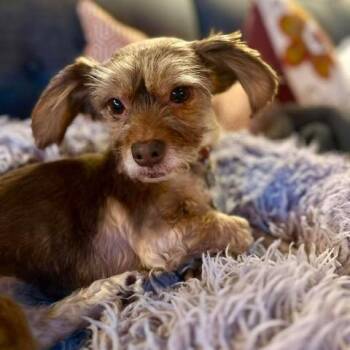 Dachshund and Terrier Dogs Available for Adoption in Nampa, Idaho - Missy | PetCurious