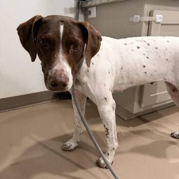 Birdie -  German Shorthaired Pointer Dog for Adoption in Buchanan Dam, Texas - Birdie | PetCurious