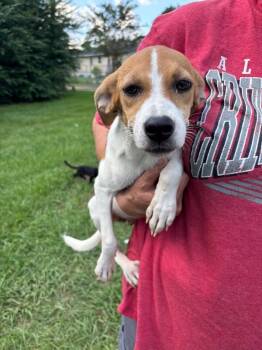 Lilly -  Mixed Breed Dog for Adoption in Mobile, Alabama - Lilly | PetCurious
