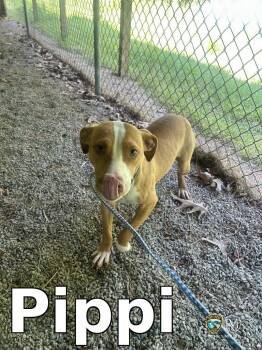 Pit Bull Terrier Dogs Available for Adoption in Rocky Mount, North Carolina - Pippi | PetCurious