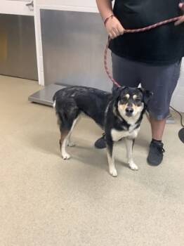 Rescue Shepherd and Mixed Breed Dogs for Adoption in Fort Worth, Texas - Macy | PetCurious