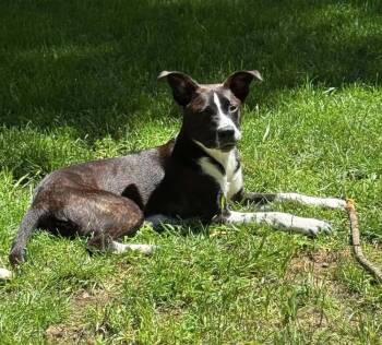Dandelion -  Shepherd Dog for Adoption in South Bend, Indiana - Dandelion | PetCurious