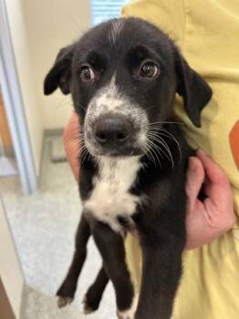 Frederick -  Shepherd and Mixed Breed Dog for Adoption in Kansas City, Missouri - Frederick | PetCurious
