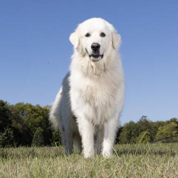 Hazel -  Great Pyrenees Dog for Adoption in Franklin, Tennessee - Hazel | PetCurious