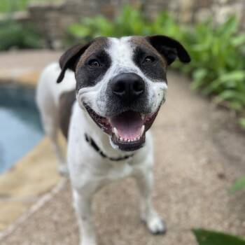 Hero -  Mixed Breed Dog for Adoption in Morristown, Vermont - Hero | PetCurious