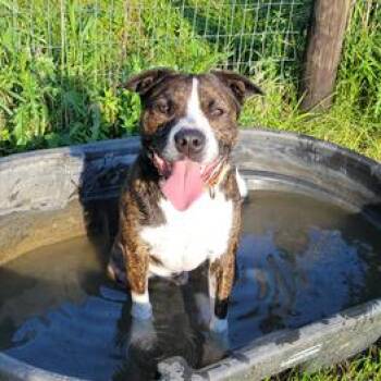 Cave Bear -  Mixed Breed Dog for Adoption in Davenport, Iowa - Cave Bear | PetCurious
