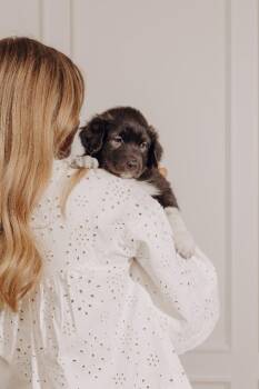 Shepherd and Mixed Breed Dogs Available for Adoption - Cap | PetCurious